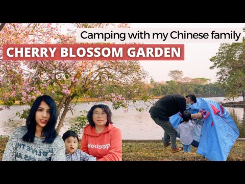 如琪：上海辰山植物园樱花园露营